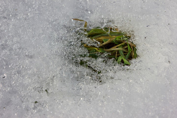 melting snow with grass