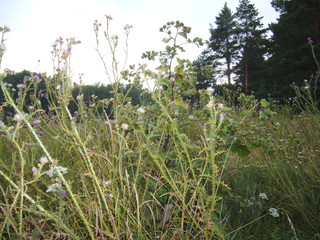 Summer day: grass and trees.