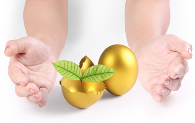 Hand Holding  golden eggs