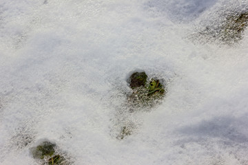 melting snow with grass