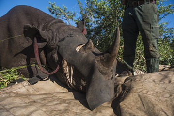 Dehorning Black Rhino for conservation