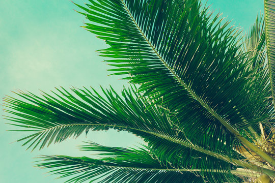 Coconut palm trees tropical background, vintage
