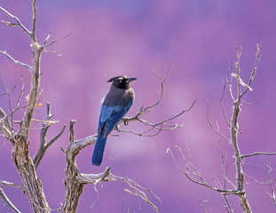stellers jay in Grand Canyon