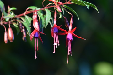Hermosas flores silvestres en chile