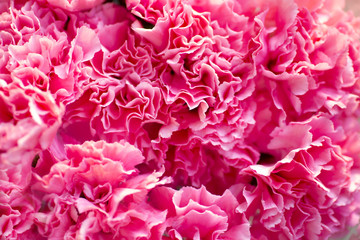 Carnation pink bacground
