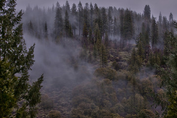 The fog in Sierra Nevada mountains near Lake Tahoe