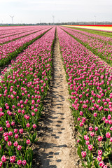 Field of tulips