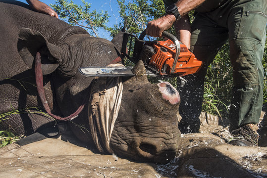 Dehorning Black Rhino for conservation
