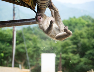 Monkey looking for refreshment