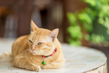 Cute striped red a ginger purebred lying on the stone table