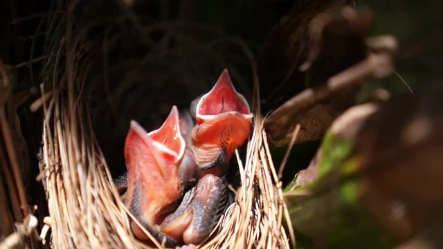 Pink Open-Mouthed Baby Birds in Nest