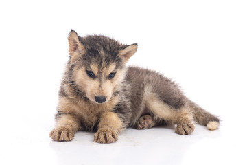 siberian husky puppy on white background