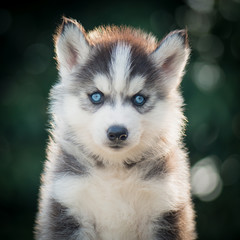 siberian husky puppy with bokeh sunlight