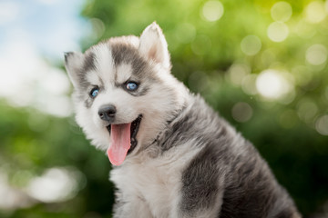 siberian husky puppy with bokeh sunlight background
