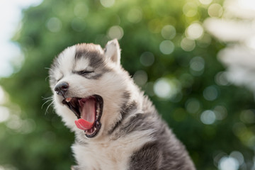 Blue eyes siberian husky puppy yawning