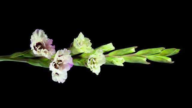 Pink white gladiolus flower blooming timelapse in 4K