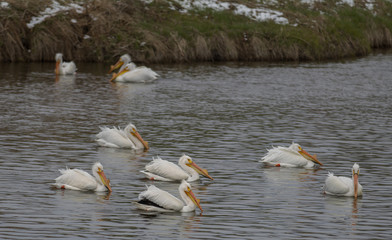 Pelicans