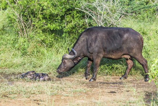 Cape buffalo with her stillborn calf