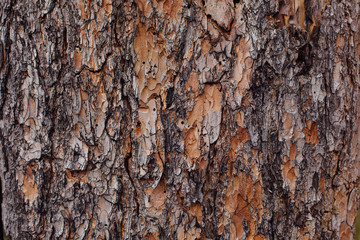 Texture bark of pine tree closeup