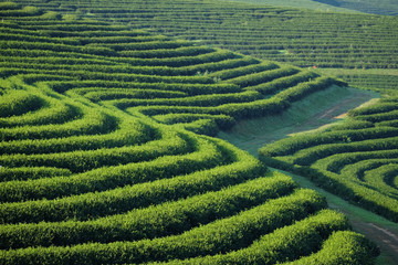 Tea plantation