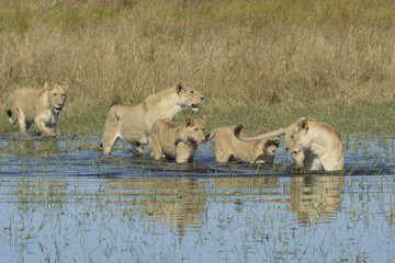 Lions crossing water