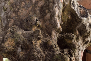 Macro tree background. Wooden texture pattern. Bali island.