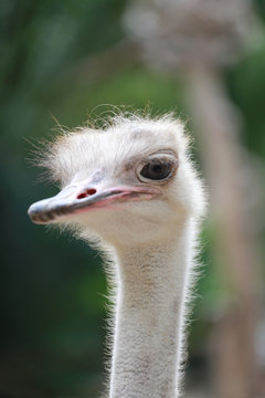 Head of ostrich.