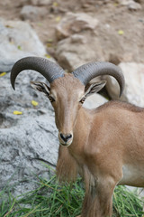 Head of Brown Goat or Capra Hirous.