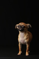 Pug and Chihuahua mix dog (Chug), パグとチワワのミックス犬, チワパグ