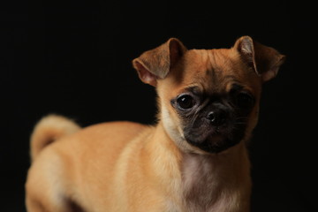 Pug and Chihuahua mix dog (Chug), パグとチワワのミックス犬, チワパグ