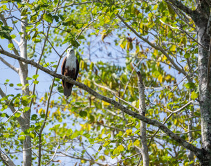 Eagle in a tree