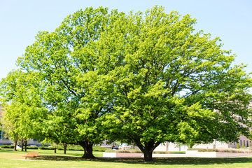 Spring time in Canberra, Australia, with trees in full bloom