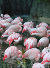 Flamingo Bath