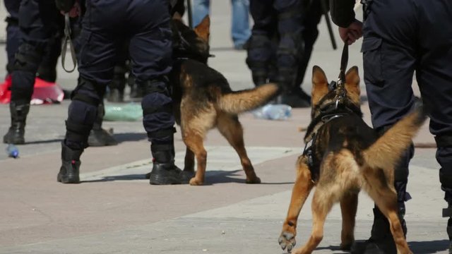 Gendarmerie dogs ready to take action during a riot
