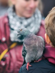 Pigeon sitting on the arm of a young boy