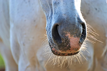 Pferden&uuml;ster von einem weissen Pferd