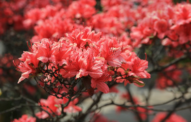 Red Rhododendron flowers