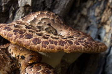 Brown Rot Bark Mushrooms