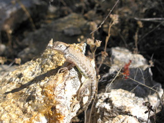 Northern Keeled Earless Lizard