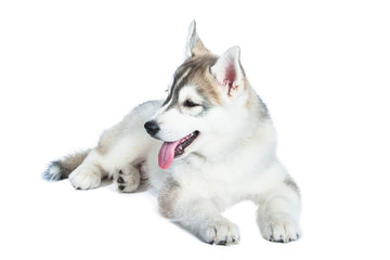 Husky puppy isolated
