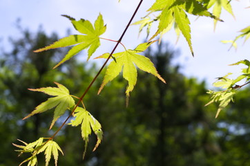 青もみじアップ