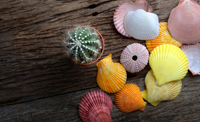 Colorful Shellfish and small  cactus.