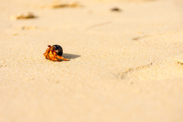 Fototapeta na wymiar Hermit crab on the white sand beach