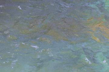 surface of the water.