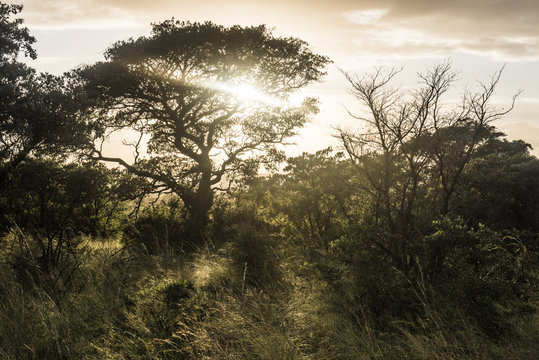 Zululand bushveld