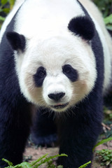 Fototapeta premium Giant panda bear