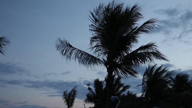 Palm Trees Silhouette At Sunset. Dark scene. Night on magic tropical Bali island, Indonesia. Unedited footage.