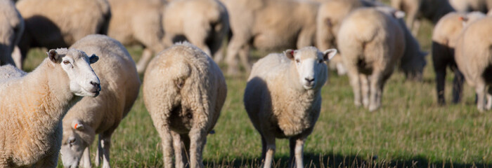 Obraz premium Schafherde auf grüner Weide Panorama