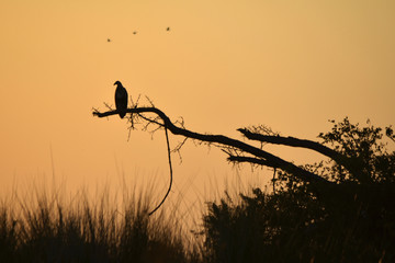 Fish Eagle Sunset in the Okavango Delta