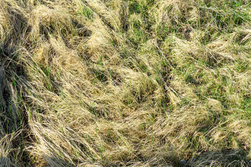 Gras Natur Wiese